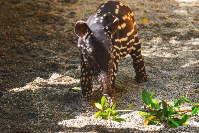 Tari, la cría de tapir malayo en Bioparc Fuengirola da primeros pasos en el exterior