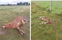 Un ataque de buitres acaba con la vida de una vaca y su ternero en una explotación de Salamanca.