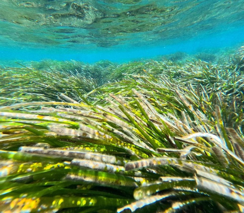 Praderas de posidonia.