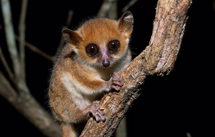 O lêmure rato de Berthe (Microcebus berthae), o menor primata vivo, foi descrito por cientistas do DPZ em 1993.