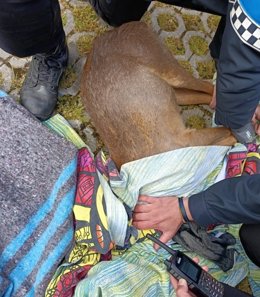 El corzo, atendido por la Policía Municipal y veterinarios del CRAS en Valladolid.