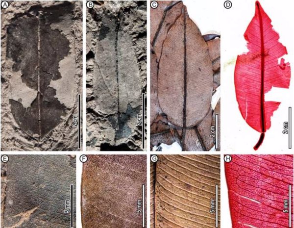 Ciencia.-Primeros fósiles de un árbol tropical en peligro de extinción