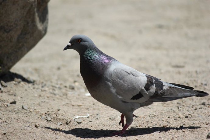 O que significa a presença de pombos em sua casa e como afugentá-los sem machucá-los: o truque mais eficaz.