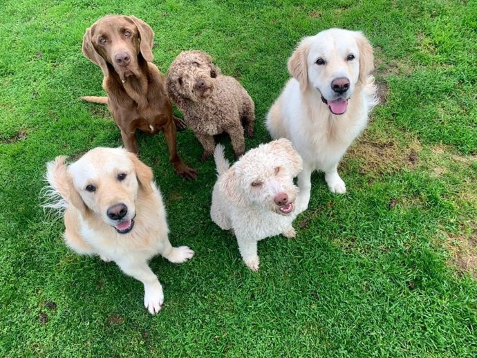 Archivo - Imagen de varios perros. 