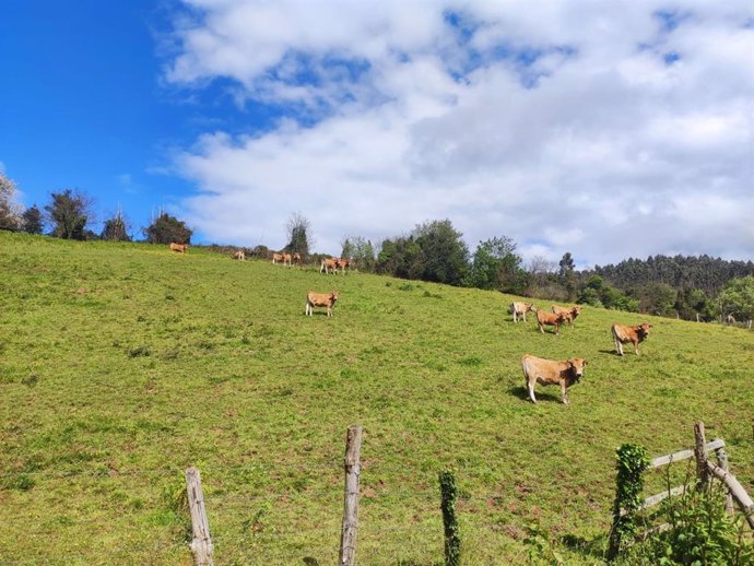 Vacas