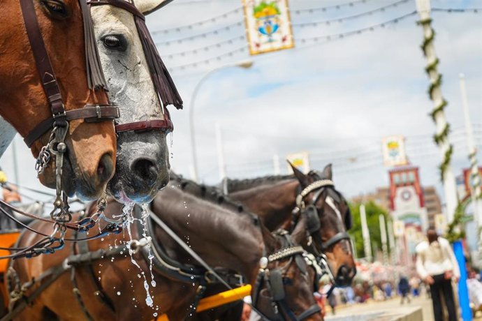 Caballos durante una jornada de feria este 2025.