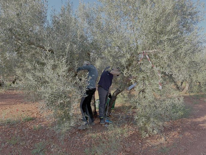La Universidad de Jaén contribuye a impulsar la sostenibilidad agrícola en Europa con el proyecto Scale-it.