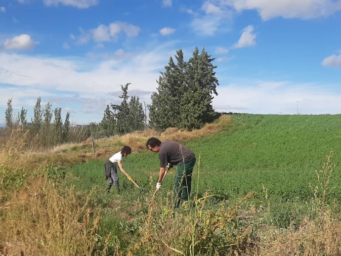 El proyecto LIFE PollinAction en el que participa el CITA publica una guía sobre la creación y la gestión de hábitats para polinizadores