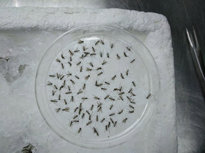 Archivo - Un equipo científico liderado por la Estación Biológica de Doñana-CSIC ha realizado la primera caracterización de la microbiota bacteriana de la especie de mosquito 'Culex perexiguus', principal vector del virus del Nilo Occidental en Andalucía.