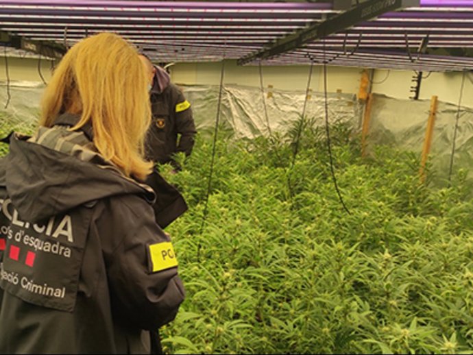 Plantación encontrada durante el desahucio