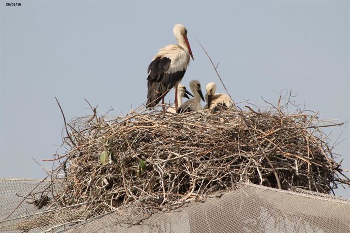 Nido de cigüeña blanca