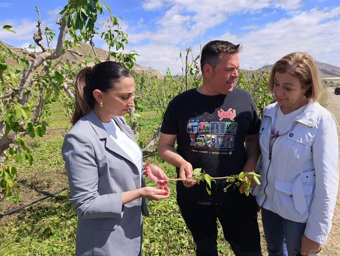 Imagen de la consejera Sara Rubira y la alcaldesa de Jumilla, junto a un agricultor que le muestra los daños en las ramas de sus árboles.