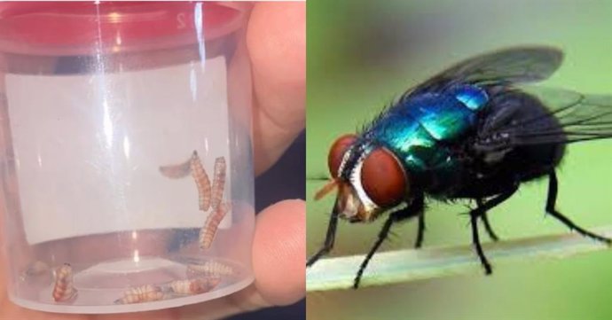 Archivo - October 23, 2024: A la izquierda: las larvas que causan la infestaciĂ�Âłn del gusano barrenador. A la derecha, la mosca Cochliomyia hominivorax, causante de este padecimiento...FotografĂ�Âas: Archivo