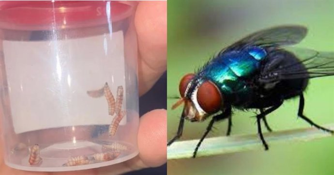 Archivo - Arquivo - 23 de outubro de 2024: À esquerda: as larvas que causam a infestação de lagarta. À direita: Cochliomyia hominivorax, a mosca causadora...Créditos da foto: Arquivo
