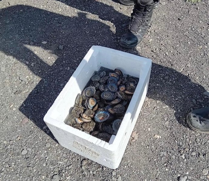 Captura lapas incautadas en Gran Canaria