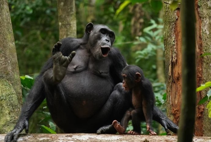 Os chimpanzés Asanti e Akuna vocalizam. Um novo estudo mostra que os chimpanzés selvagens usam várias combinações de chamadas para ampliar sua comunicação.