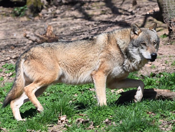 Archivo - FILED - 27 March 2025, Baden-Wuerttemberg, Cleebronn: A European wolf (Canis lupus lupus) walks in an enclosure in the Tripsdrill wildlife paradise. Photo: Bernd Weibrod/dpa
