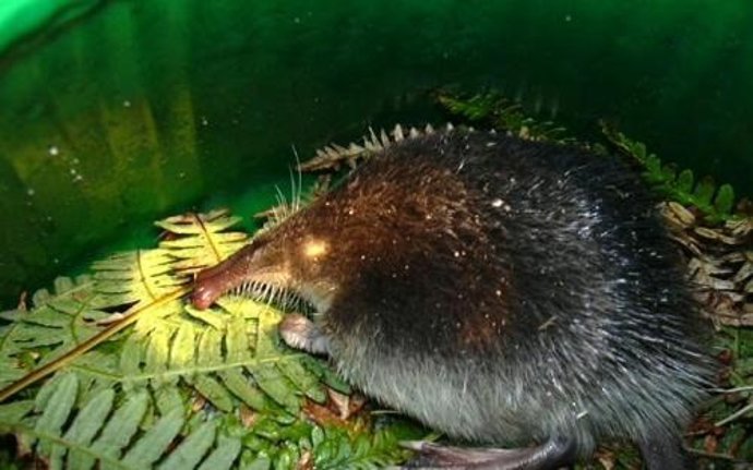 Archivo - Desmán ibérico