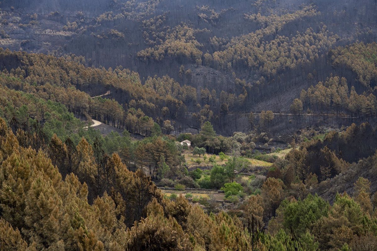 El verano se prevé  complicado  en incendios en Extremadura, que cuenta con  mucho combustible fino  en el campo
