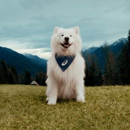ASICS ficha al perro Félix como embajador para inspirar al mundo a moverse.