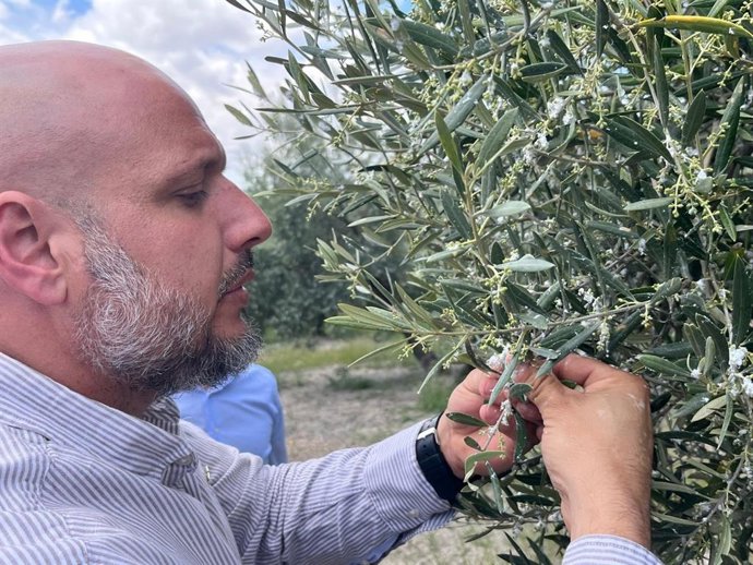 Rodrigo Alonso durante su visita a olivares afectados por la plaga del algodoncillo