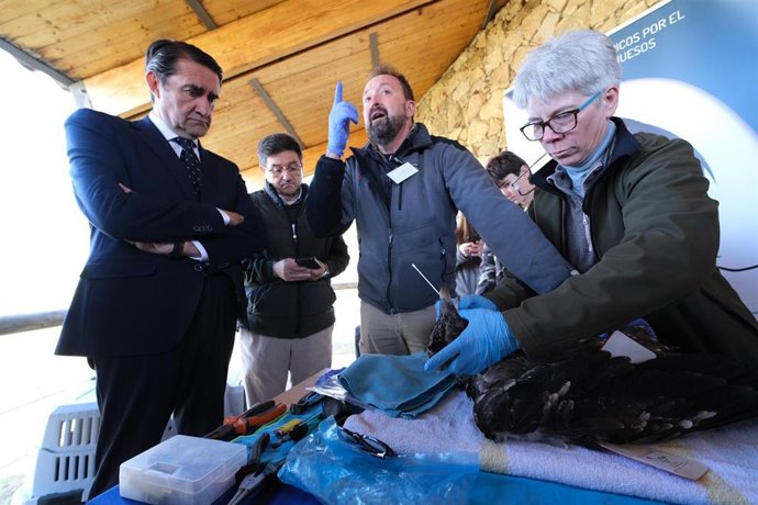 Preparación para la suelta de ejemplares de quebrantahuesos en la Sierra de Gredos.