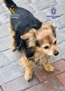 Imagen del perro agredido