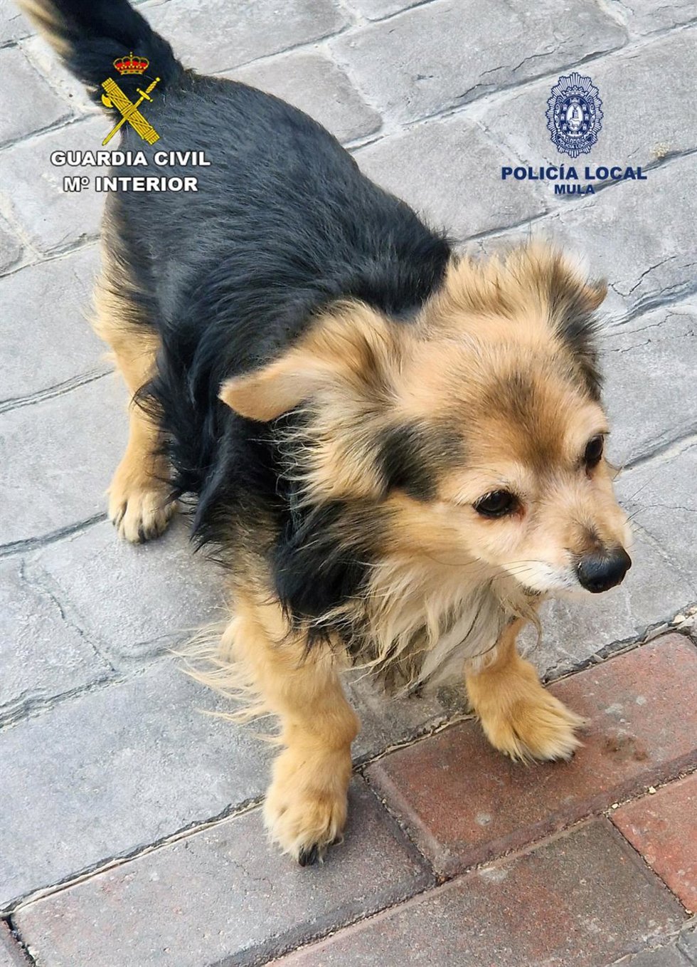 Imagen del perro agredido