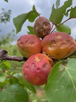 AVA-ASAJA exige seguros adaptados a la realidad climática tras un nuevo episodio de pedrisco que ha afectado 13.900 hectáreas