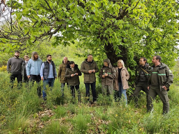 Representantes de la Diputación de León, la Mesa del Castaño, la Junta de CyL y el Ayuntamiento de Noceda del Bierzo en la suelta controlada del parasitoide torymus sinensis en Noceda del Bierzo.