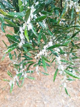 Olivar afectado por la plaga del algodoncillo en Villanueva del Arzobispo