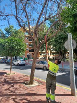 Imagen de un operario del Ayuntamiento, durante el tratamiento