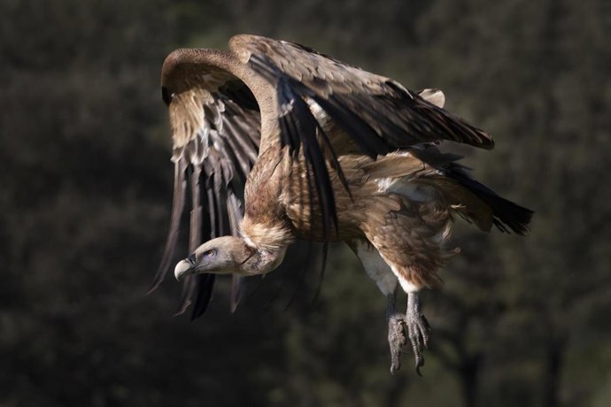 Archivo - Evolución compartida de alas y patas en aves y dinosaurios