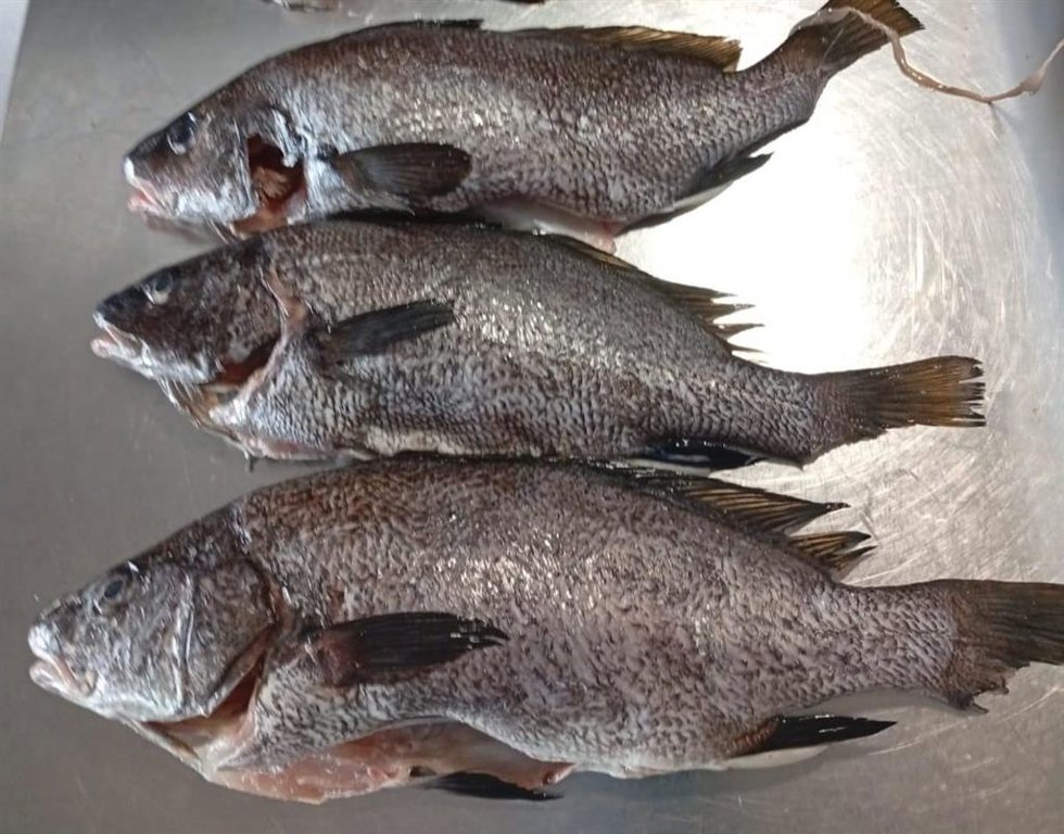 Pescado decomisaado