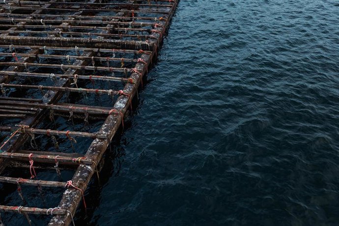 Archivo - Una batea para pescar mejillones, a 2 de septiembre, en Pontevedra, Galicia (España). La alta temperatura del agua, sin viento norte y el continuo desove del mejillón alarman a los 'bateeiros'. El sector explica que la concha tiene "un buen crec