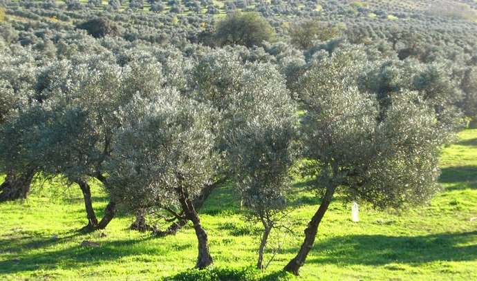 Archivo - Olivos en Andalucía