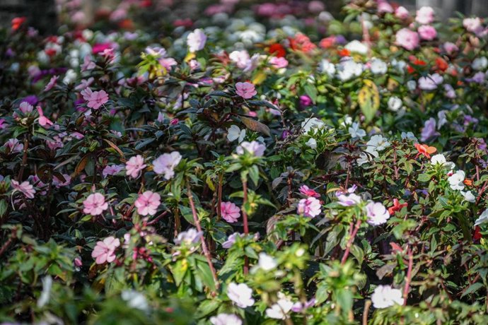 Archivo - Andalucía llega al pico de polen de gramíneas en los próximos días, una de las alergias más comunes, y baja la del olivo.