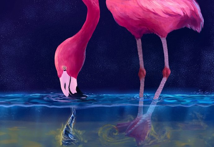 Os flamingos se alimentam arrastando seus bicos achatados para frente ao longo do fundo de lagos rasos.