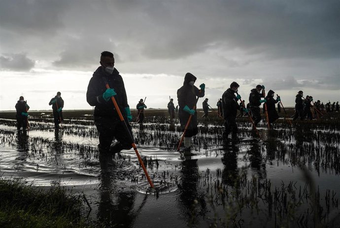 Archivo - Varios agentes de la Guardia Civil buscando cuerpos en la Albufera, a 15 de noviembre de 2024