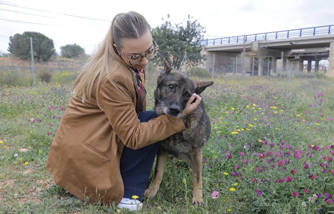 El Ayuntamiento de Paterna promueve la acogida de los perros más longevos del Refugio municipal