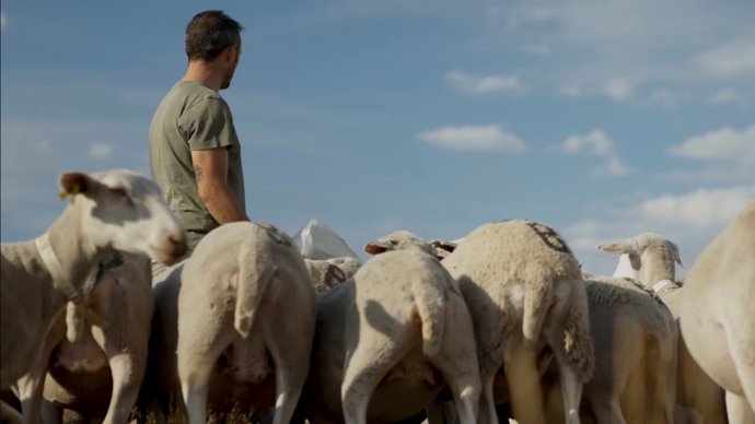 Imagen de 'El viaje del gallo'