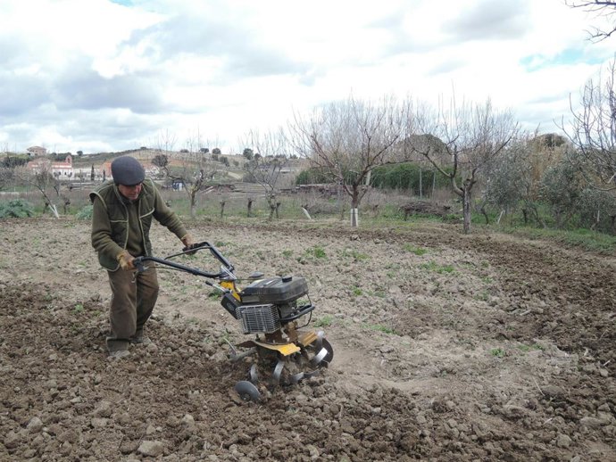 Archivo - Trabajador agrario.