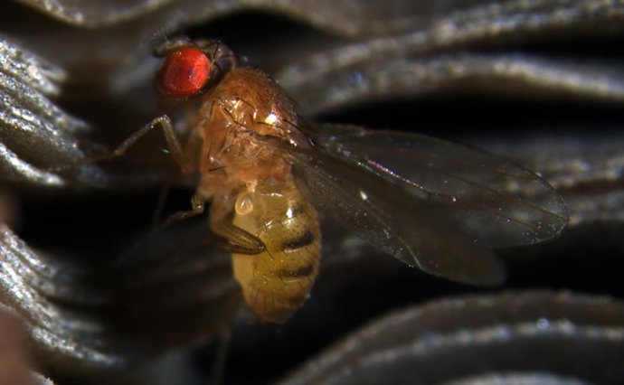 Drosophila testacea en las branquias de un hongo