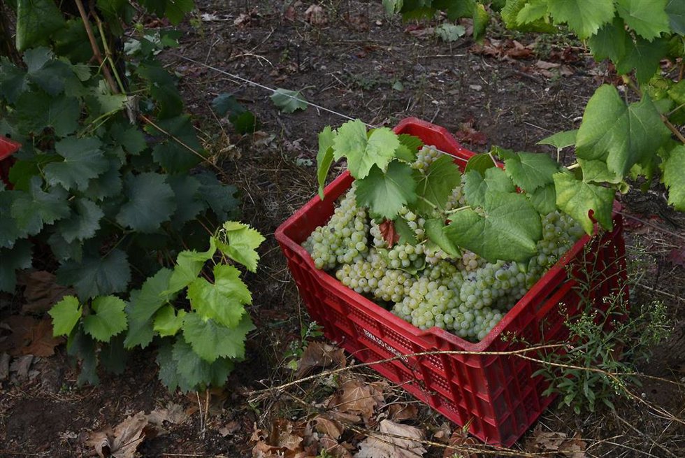 Archivo - Vendimia en la bodega  