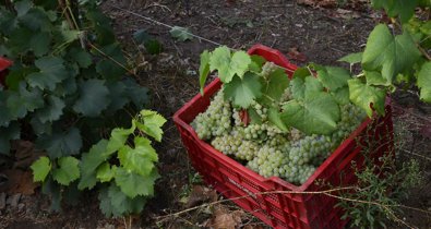 EpAgro - Agricultura