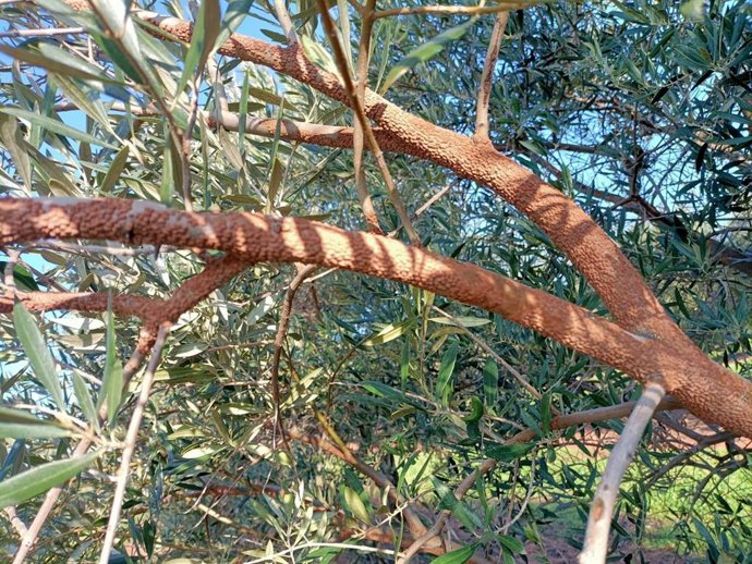 Un árbol afectado por el barrillo.