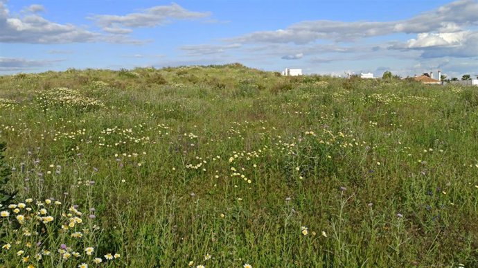 Archivo - Imagen del plan parcial número 4 de Castilleja de Guzmán con el túmulo del dolmen de Montelirio y las viviendas al fondo