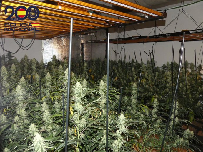 Archivo - Una de les tres plantacions desmantellades