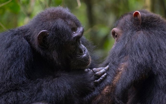 Acicalamiento social entre dos chimpancés en el bosque de Budongo.