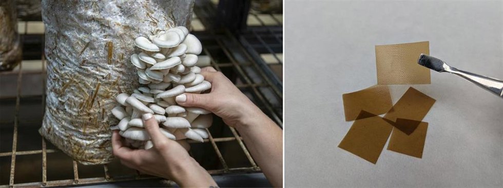 A la izquierda, setas de las que se obtienen films biodegradables (derecha) que separan el almacenamiento del fotocondensador.